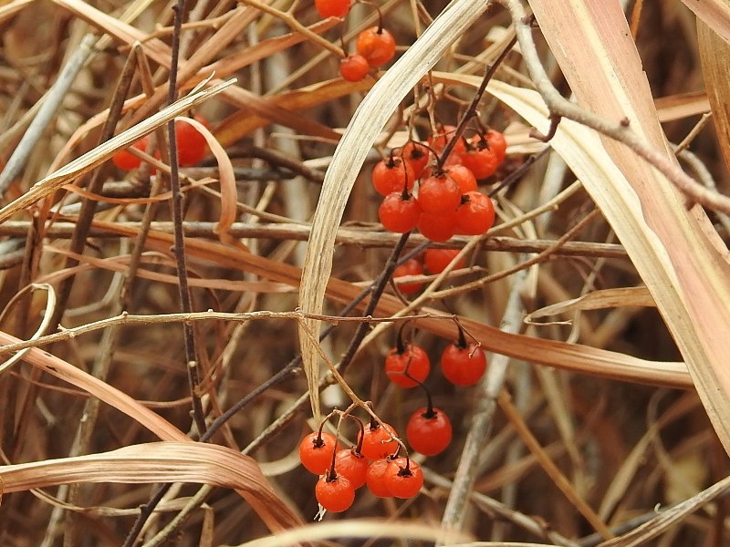 �ҥ�ɥꥸ�祦��