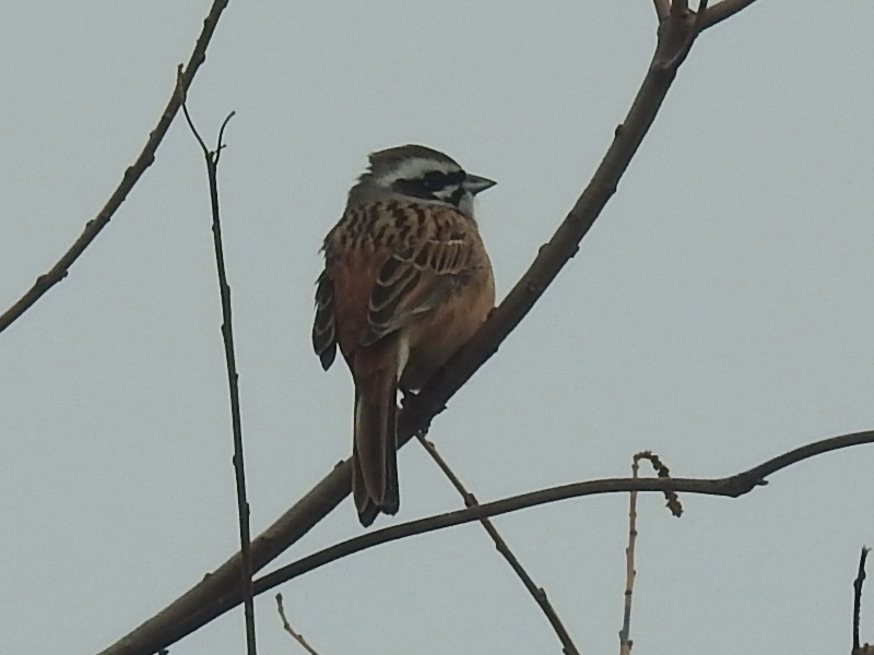 �ۥ�����