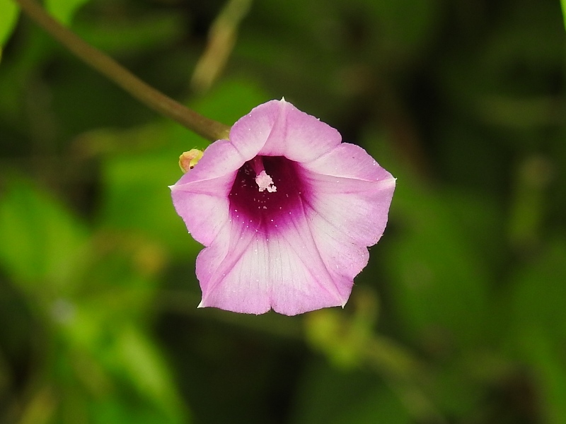 �ۥ���������