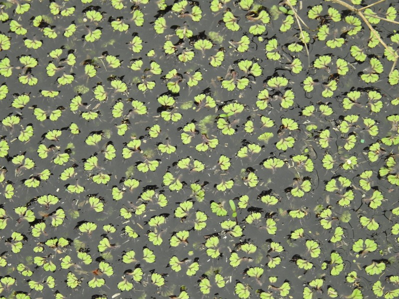 �����祦��������