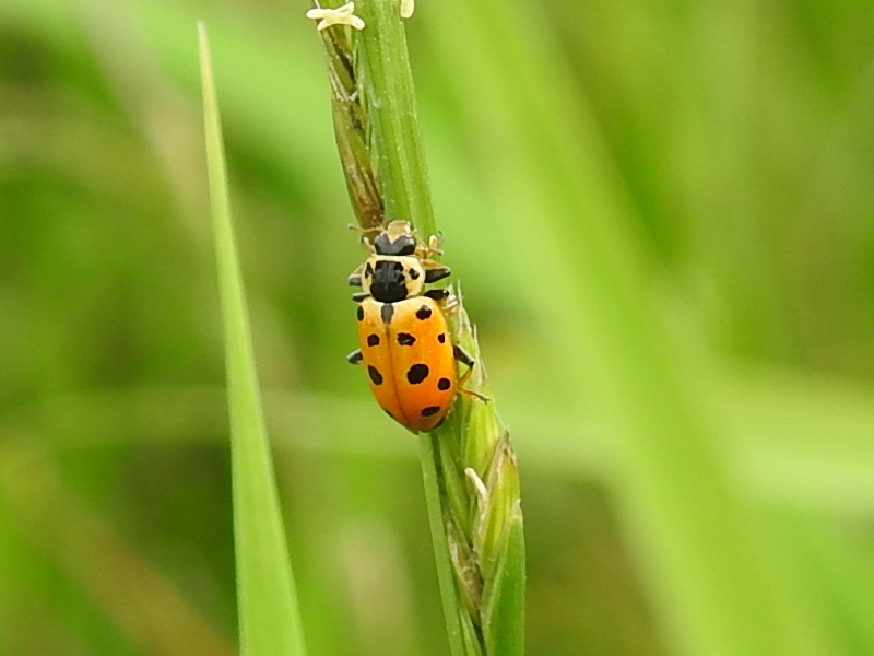 ���奦����ۥ��ƥ�ȥ�