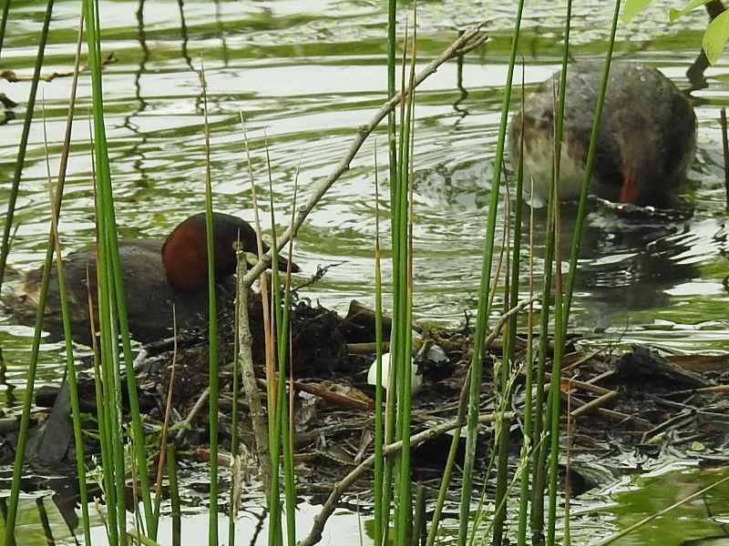 �����ĥ֥�