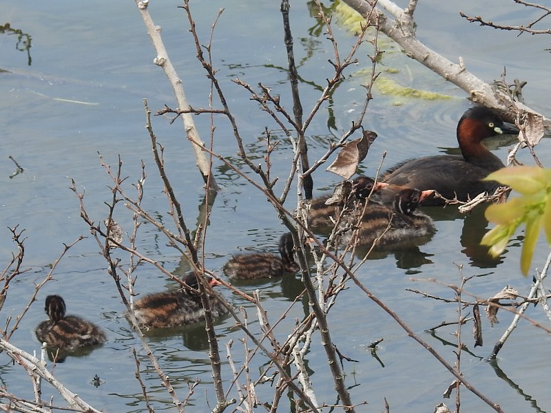 �����ĥ֥�