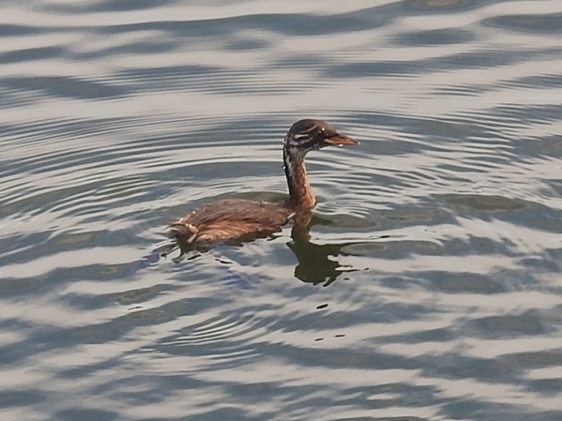 �����ĥ֥�