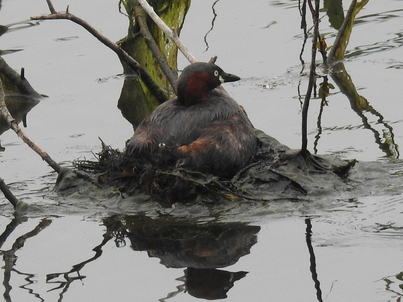 �����ĥ֥�