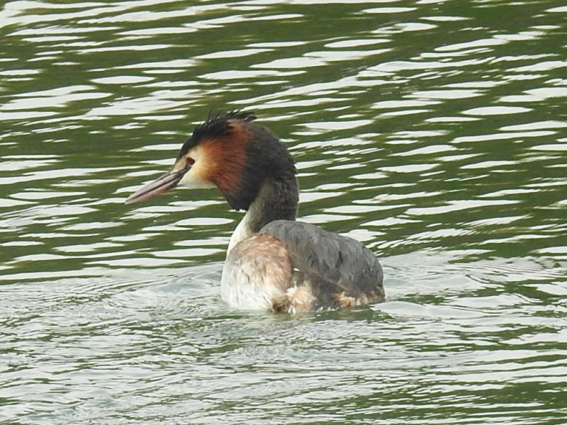 �����ꥫ���ĥ֥�