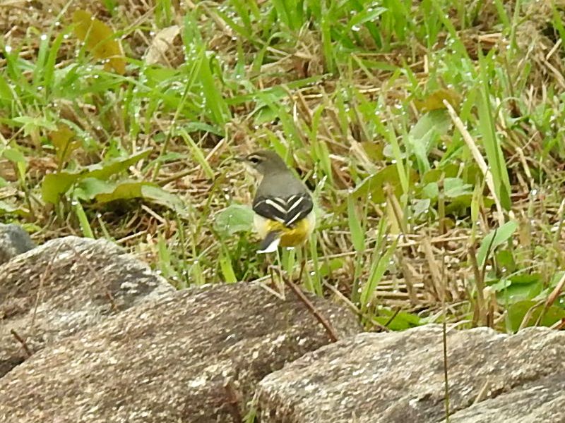 �������쥤