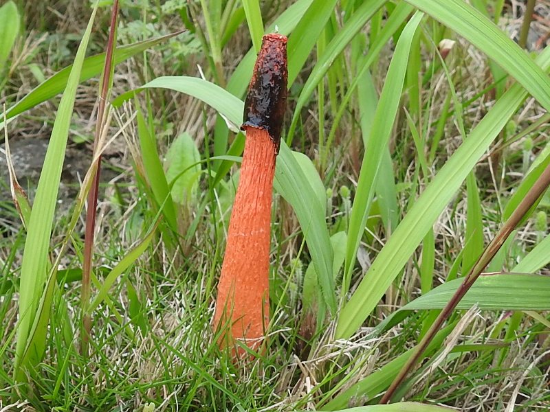 ���ĥͥΥ����ޥ�