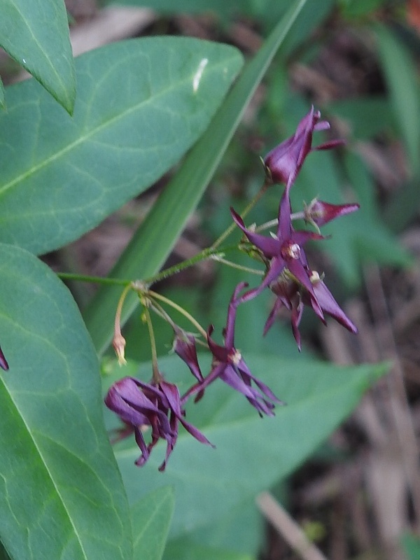 ���ХΥ����ť�