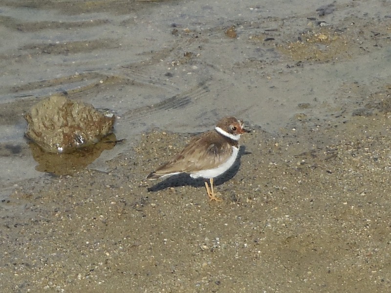 �����ɥ�