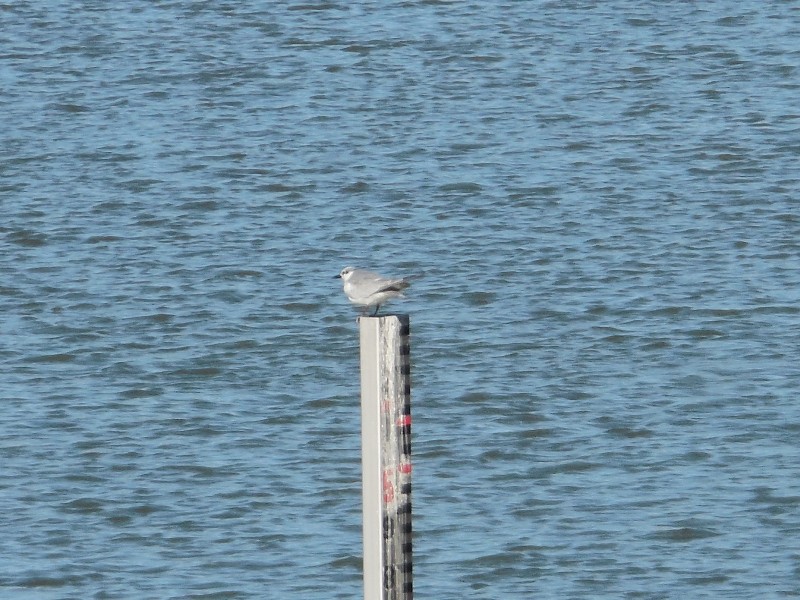 �����ϥ饢������