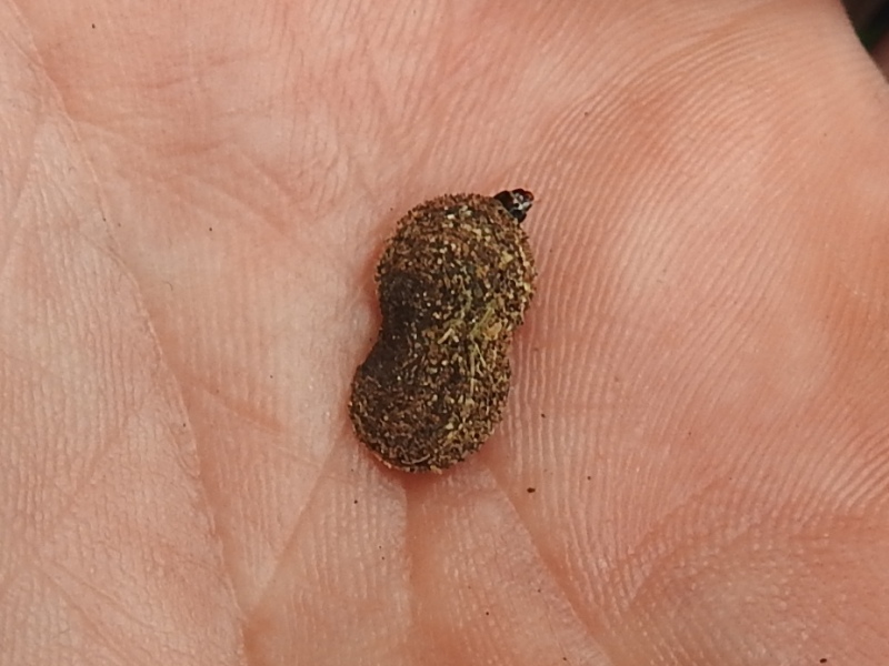 �ޥ���ޥ�ϥҥ�������