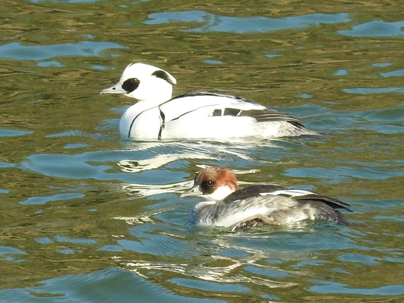 �ߥ�������