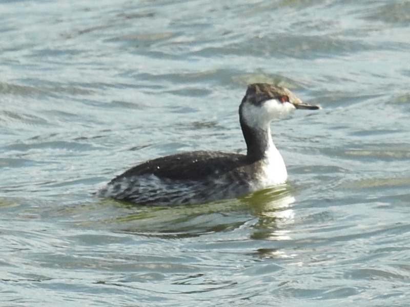 �ߥߥ����ĥ֥�