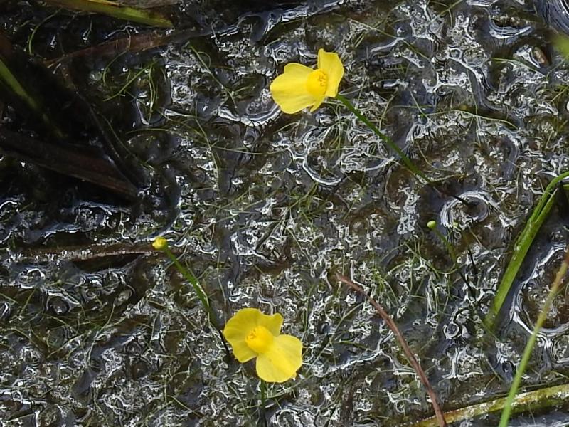 ���̥���