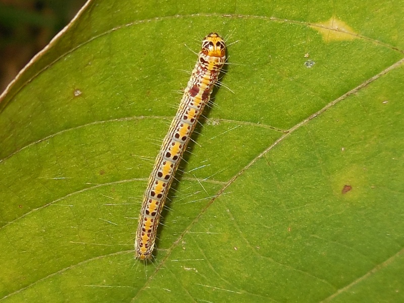 �ʥ������եȥᥤ��������