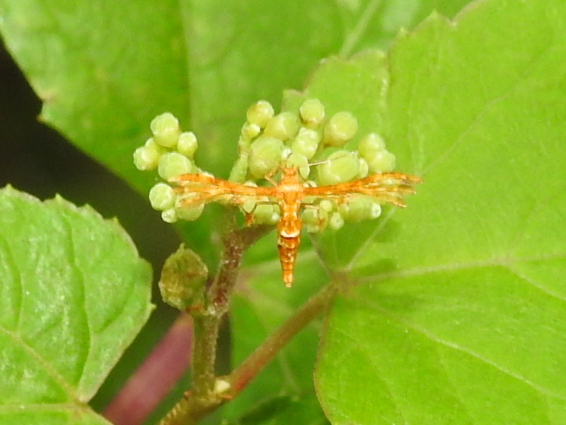 ����ۥ��ȥ��