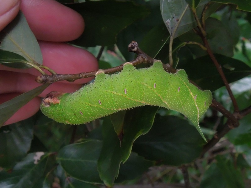 トビイロスズメ