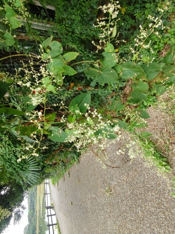 �ĥ�ɥ�����