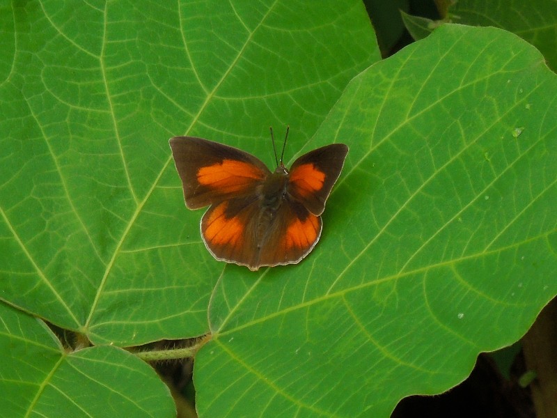 ウラギンシジミ