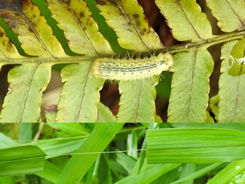 �ҥ᥯����