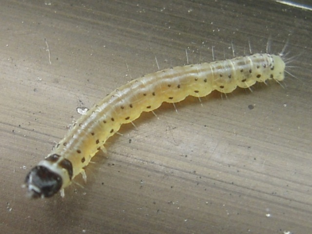 �ӥ����ɥϥޥ�������