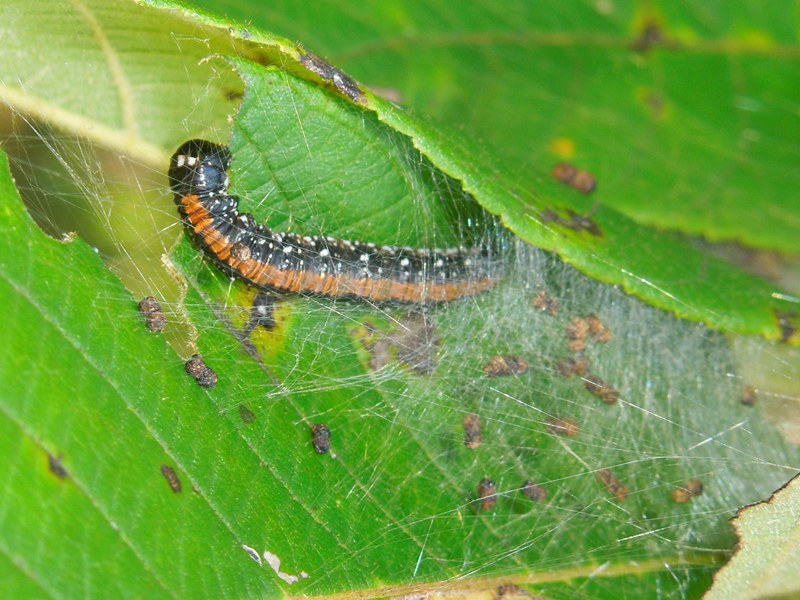 �ȥ����եȥᥤ��������