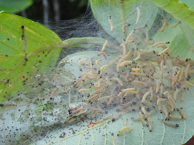 �ȥ����եȥᥤ��������