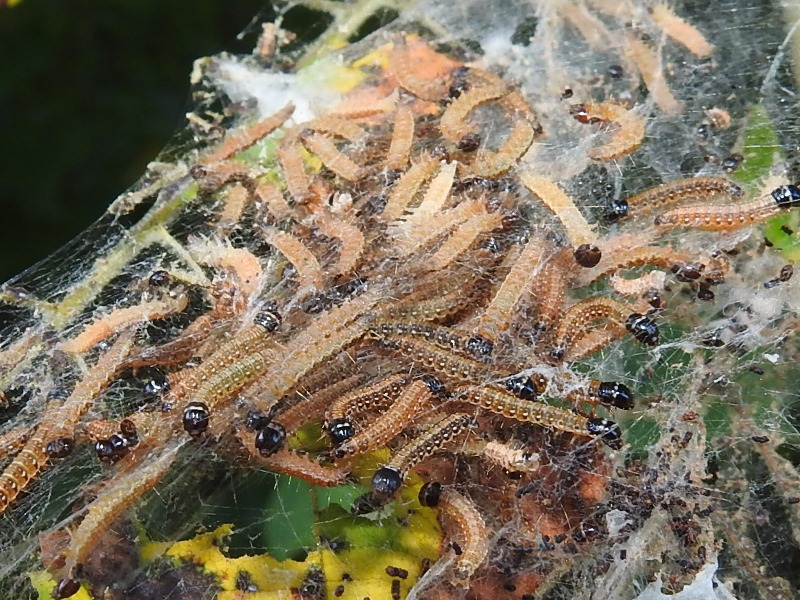 �ȥ����եȥᥤ��������