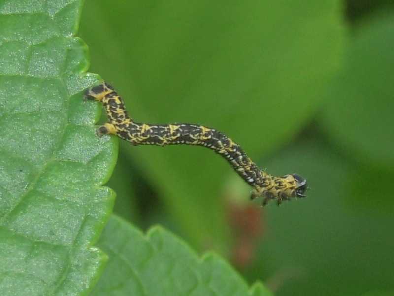 ���ᥨ�����㥯������