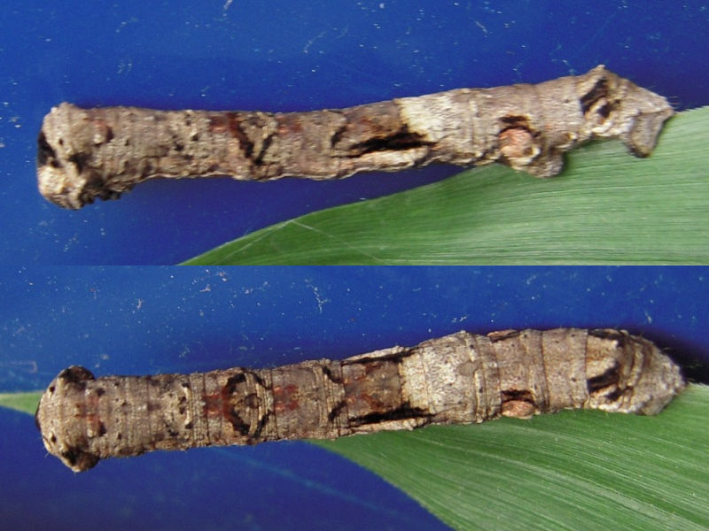 ��⥮�������㥯������