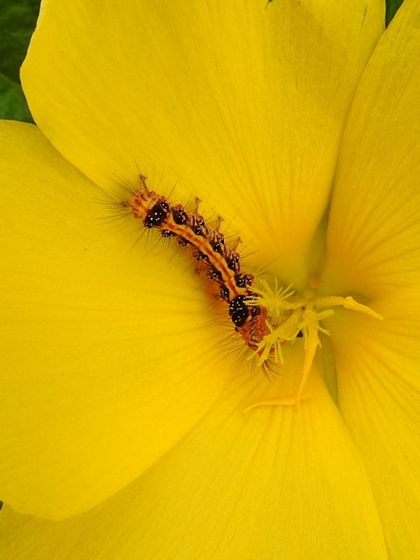 ������󥭥ɥ���������