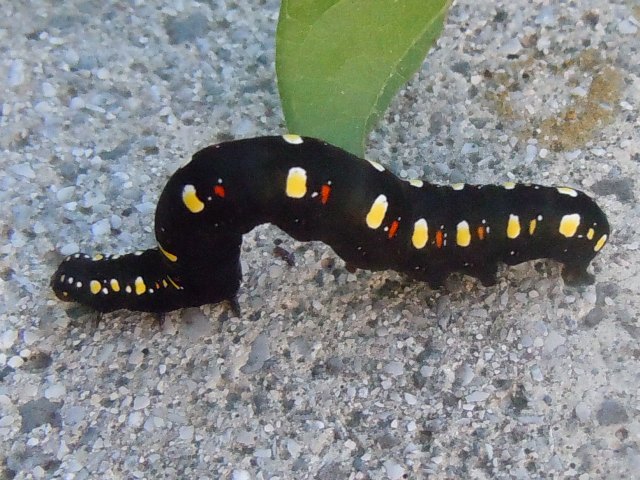 �ҥᥨ����С�����