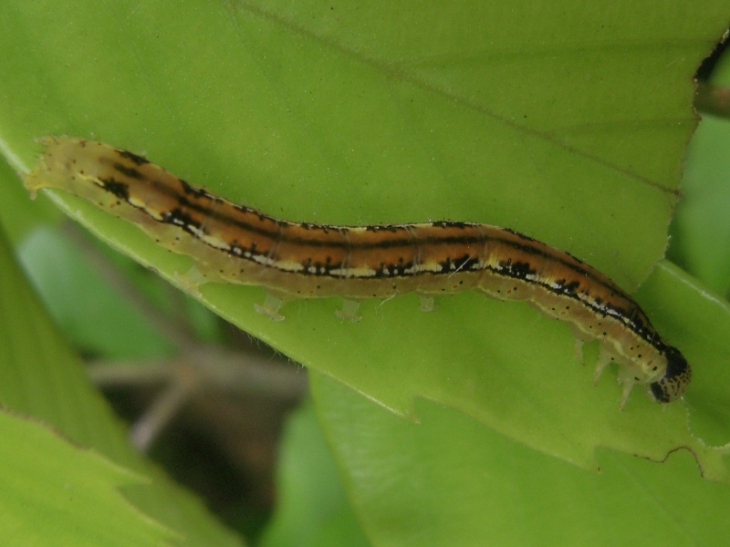 �ץ饤�䥭��С�����