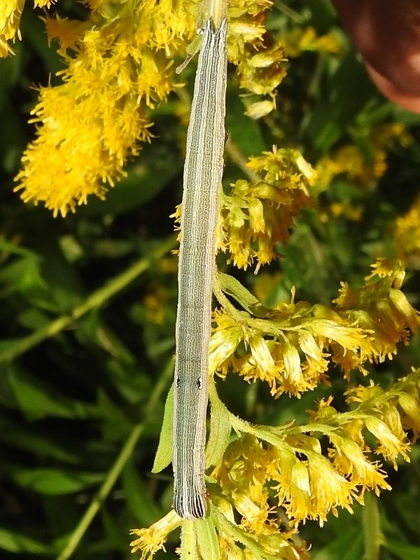 ���������󥯥��С�����