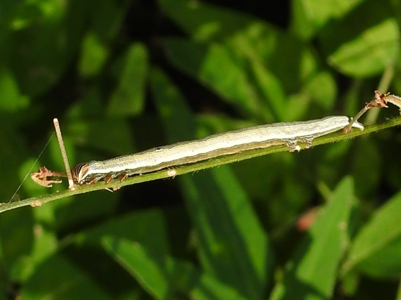 ���������󥯥��С�����