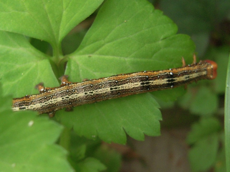 ���䥷��ե����С�����