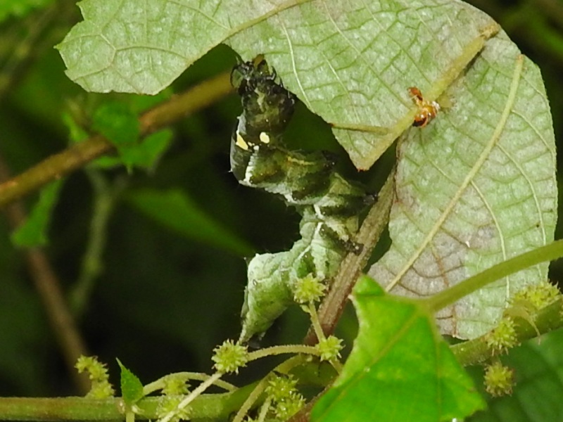 �����ޥ��饦��С�����