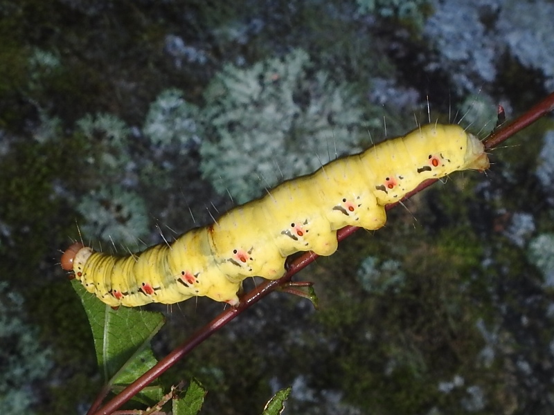 �ե��饹���ᡢ����