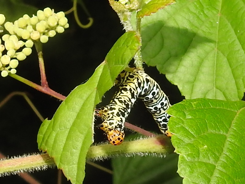 �ҥ�ȥ饬������