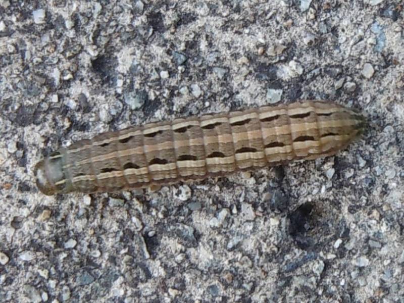 ���������ȥ�������