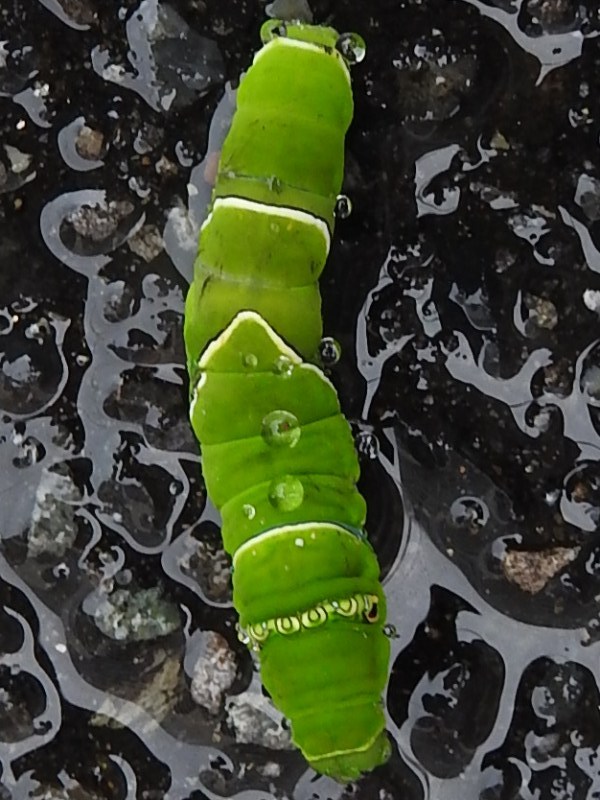 �ʥߥ����ϡ�����