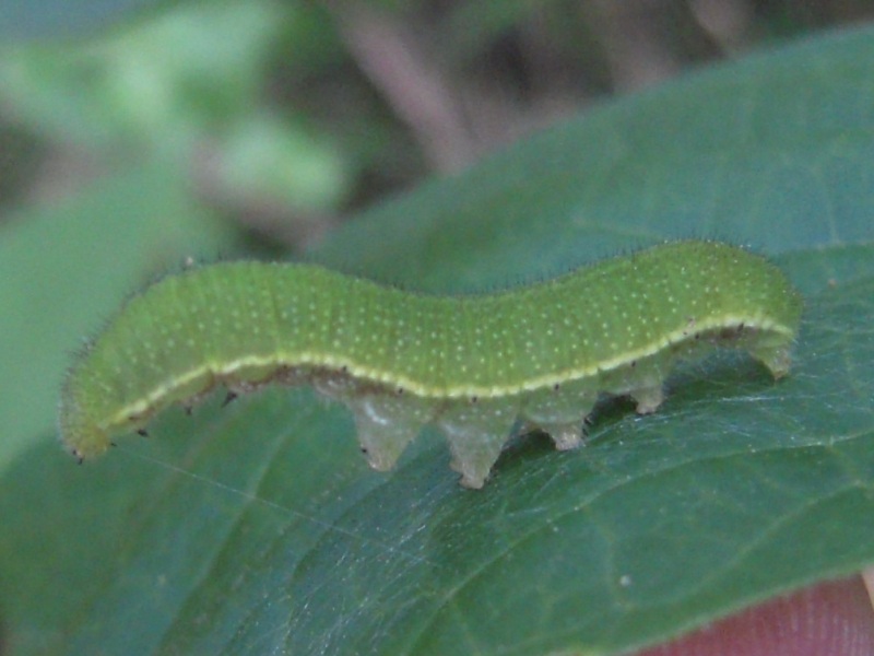 ���������祦������