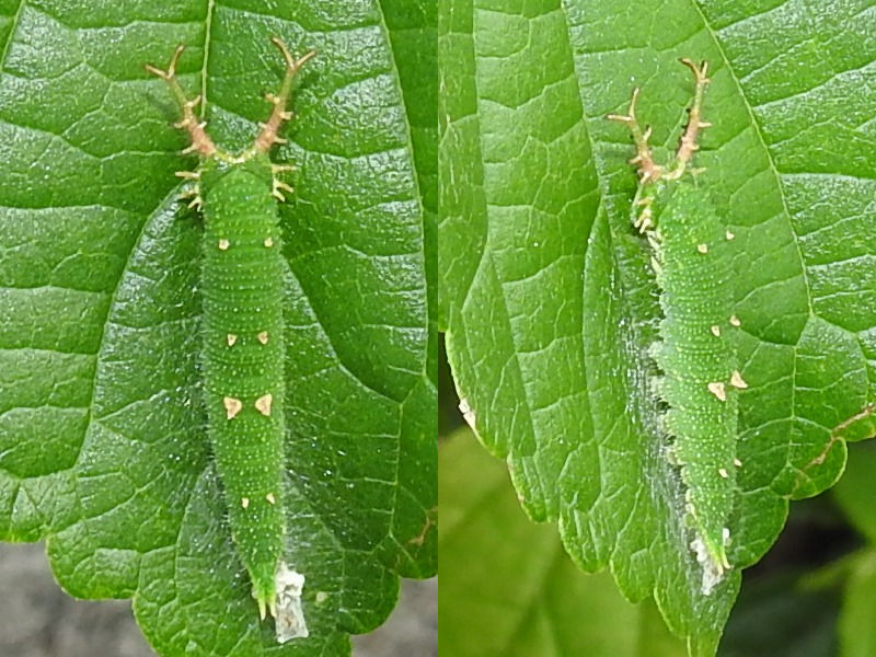 �����ܥ����ޥ��顢����